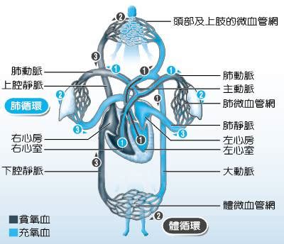 血液循環口訣